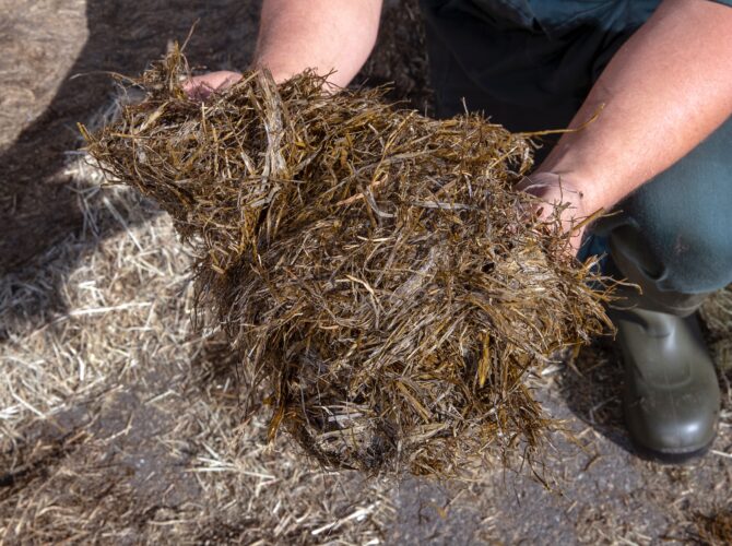 የሳር ሳይላጅ (Grass Silage)