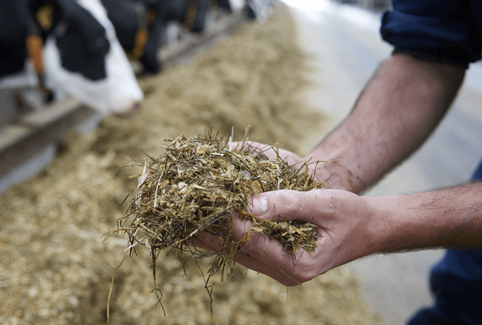 የተደባለቀ ሳይላጅ (Mixed Silage)