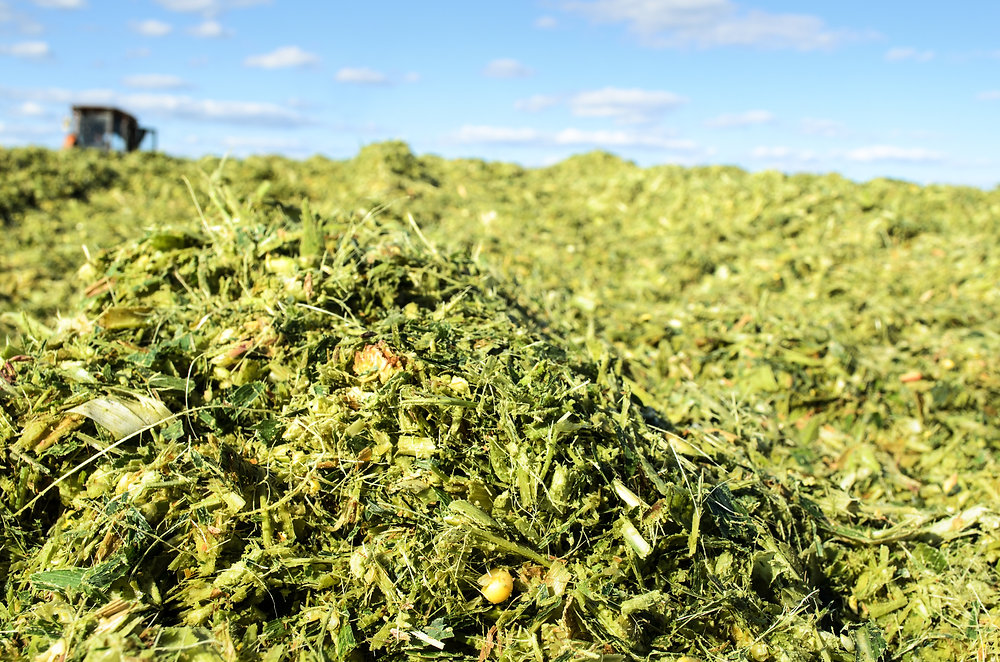 የጥራጥሬ ሳይላጅ (Legume Silage)